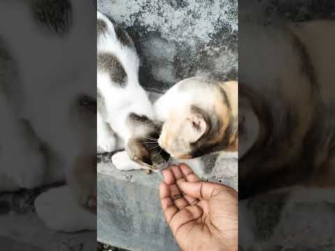 #funny #cat #animals Lover#likeandsubscribe plzz 👀🙏🙏🙏