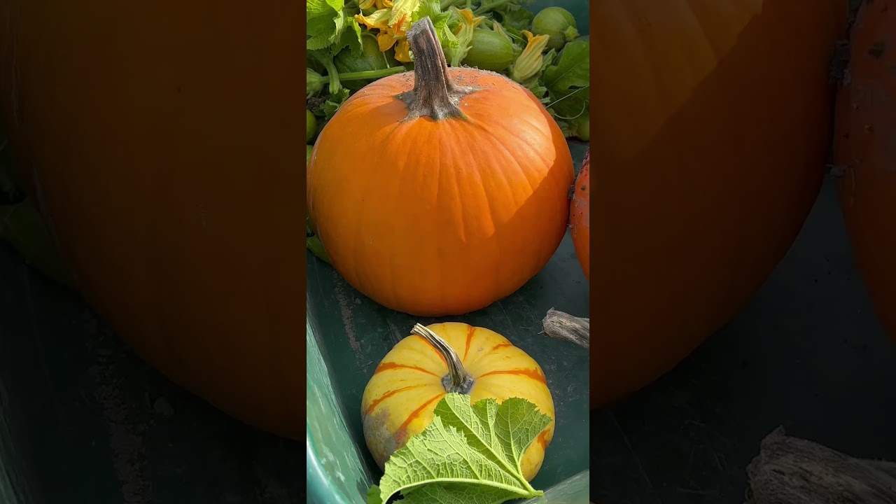 Picking  pumpkins in the fall! 🍁🍂