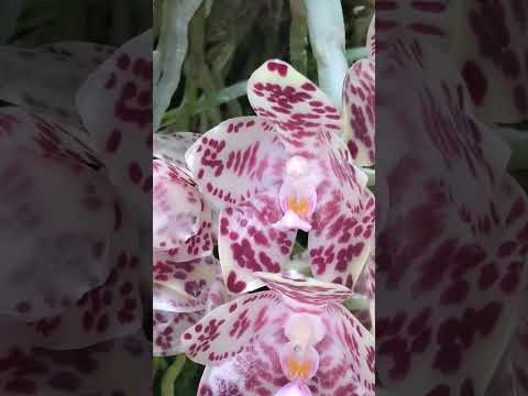 シンビジウムの緑の花