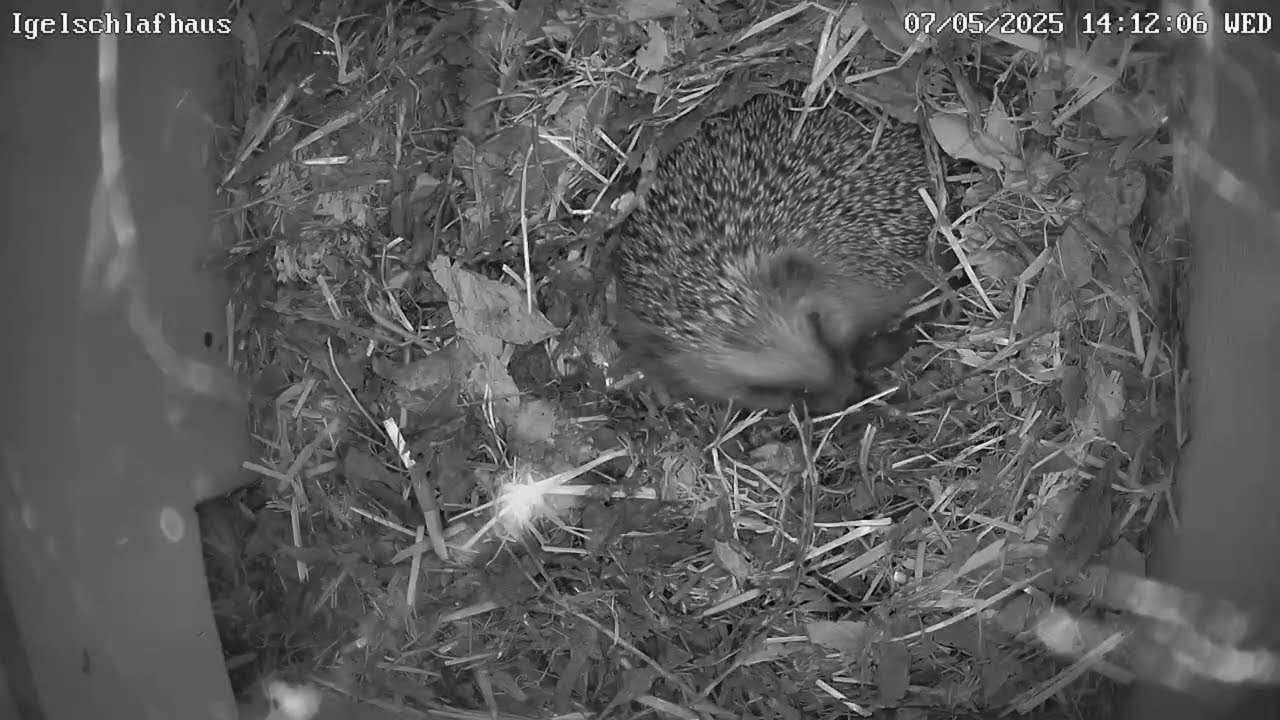 Igel pennt im Schlafhaus | 07.05.2025