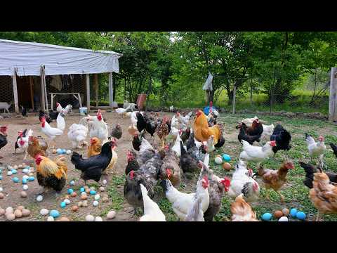 Raising Chickens for Eggs for Business - Low Cost Poultry Farming and Organic Egg Collection