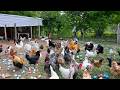 Raising Chickens For Eggs For Business Low Cost Poultry Farming And Organic Egg Collection