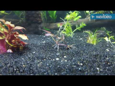 Time-lapse of Tiger Lotus growing!