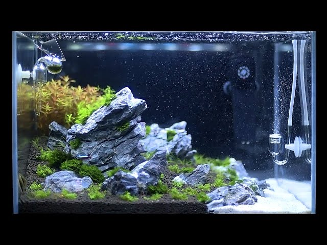 Setup Nature Aquarium Step-by-step