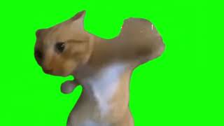 AI cat throwing punches / Karate Cat green screen