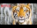 Best of Netflix Nature Docs | Happy Earth Day ?