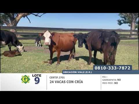 Lote 24 Vacas con cria en Viale (E.Rios)
