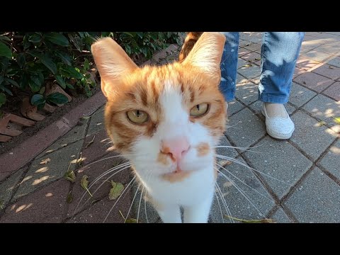Two ginger cats next to the pier at the seaside are so cute