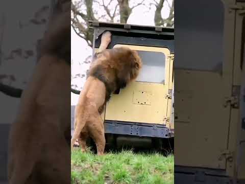 mad sick and mean we step to them "beg friend" #spotify #itunes alplatform #short #lion #shorts