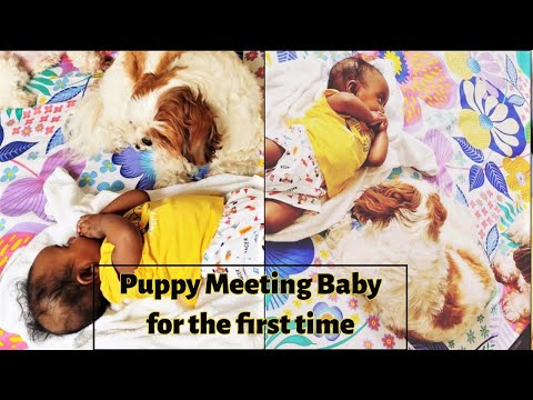 Puppy meeting human baby for the first time Video