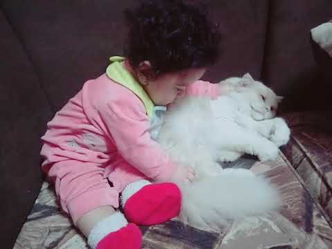 How to show love to your cat in few seconds