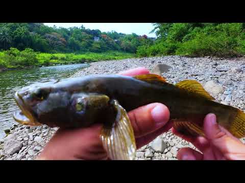 Siempre se siente bien capturar un pez nativo! De aqui como el coqui!