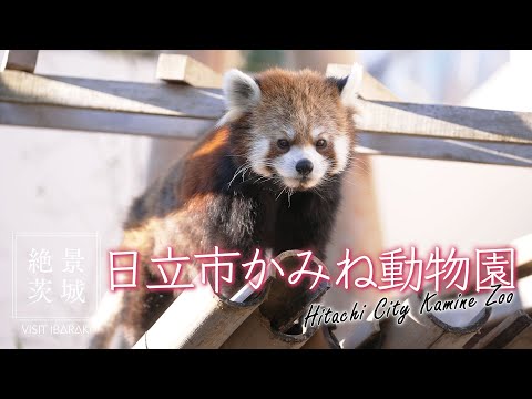 【絶景茨城】日立市かみね動物園｜VISIT IBARAKI,JAPAN