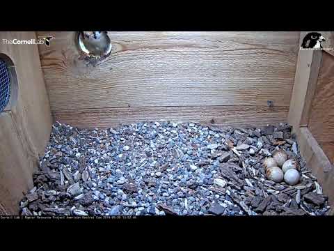 Male Kestrel Rockets Into Nest Box, Starts Incubating – May 20, 2019