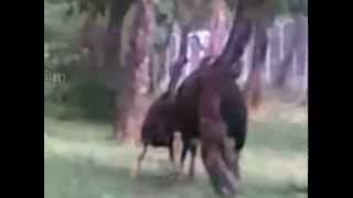 preview picture of video 'suckling of wild gaur'
