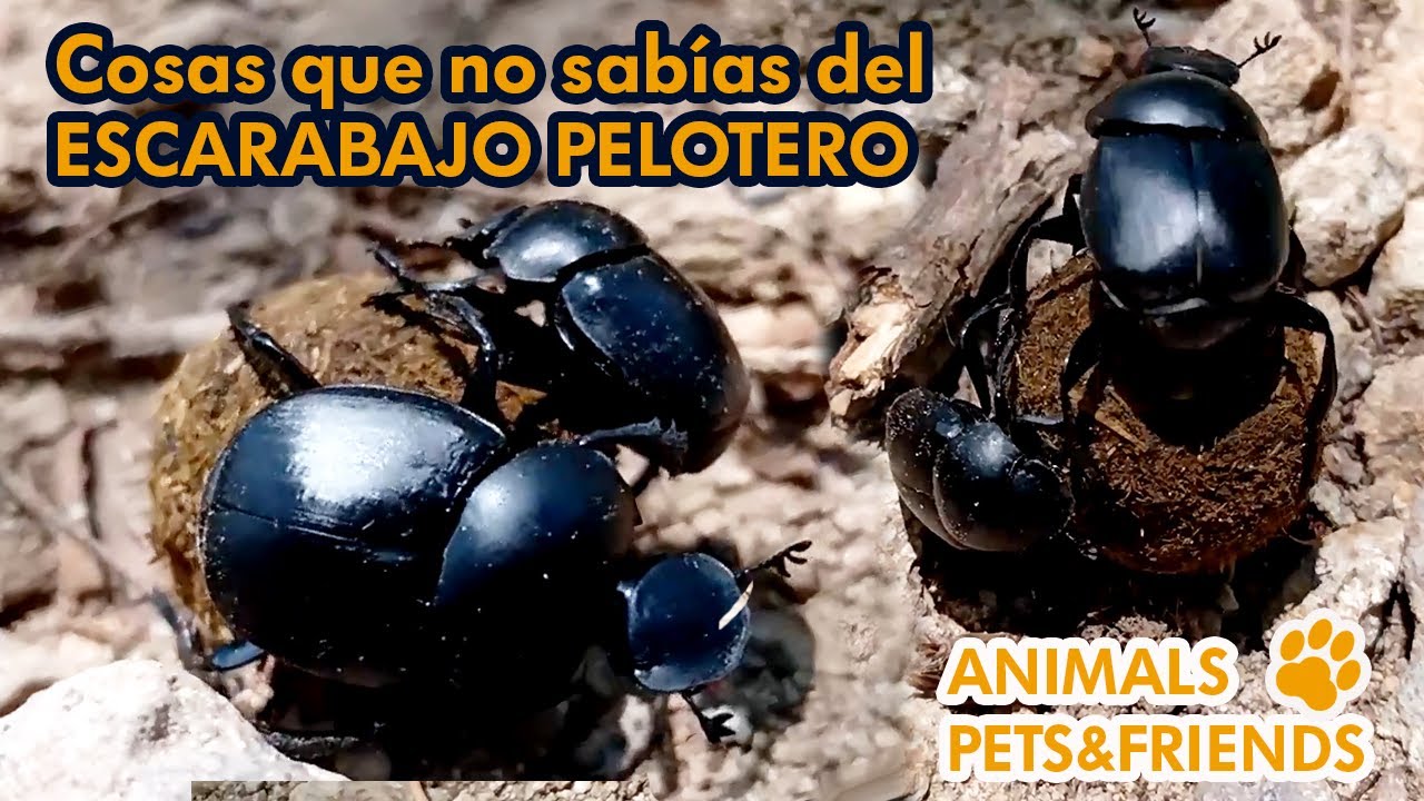 Escarabajo pelotero - Cosas que no sabías del escarabajo roda cacas - Animal pets and friends