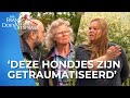 Buren worden GESTOORD van BLAFFENDE KEFFERTJES! | Mr. Frank Visser doet uitspraak