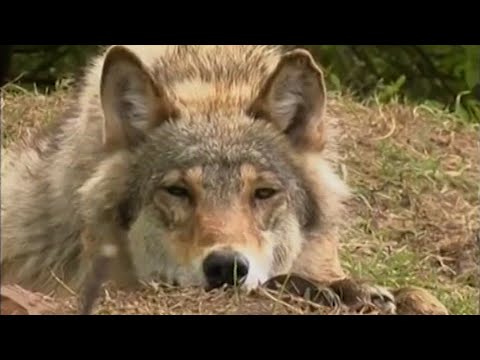 Vilki uzbrūk: neatstājiet naktīs lopus aplokos!