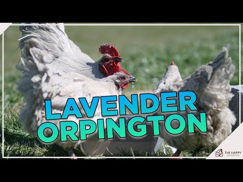Why You Need A Lavender Orpington And How To Breed One