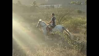 preview picture of video 'cavalo Mangalarga Marchador bom de pisadaQuilometro ED'