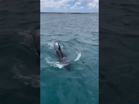 en las islas Galápagos San Cristóbal orcas