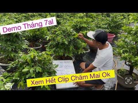 Demo tháng 7al…chăm sóc mai vàng tháng 7al..0939 191715 Vtnn vũ 