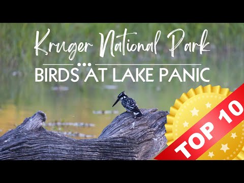 Top 10 Bird sightings at Lake Panic | Kruger National Park Bird Photography