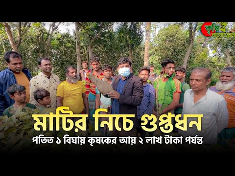 মাটির নিচে গুপ্তধন - পতিত ১ বিঘায় কৃষকের আয় ২ লাখ টাকা পর্যন্ত
