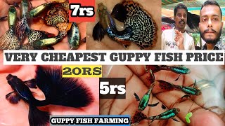 Very Cheapest Guppy fish price at retail | Guppy fish farm in india 🇮🇳 | Hindi / urdu