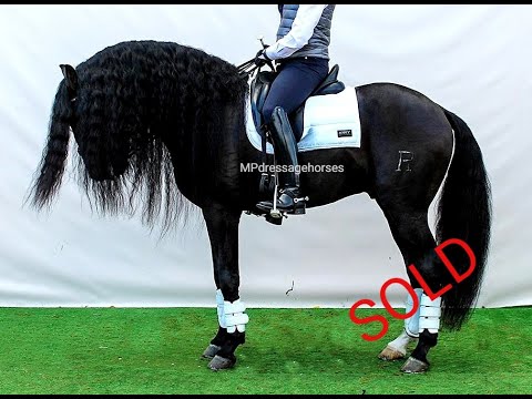 *SOLD* GP Andalusian Black PRE Stallion 2008 | #MP296