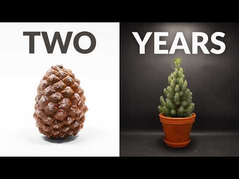I Grew a Pine Tree from a Pine Cone │ 2 Year Timelapse