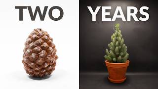 I Grew a Pine Tree from a Pine Cone │ 2 Year Timelapse