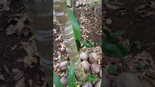 preview picture of video 'Inokulan gaharu inokulasi injection inoculant agarwood'