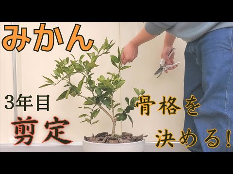 園芸 みかんの木(みかん) 薩摩