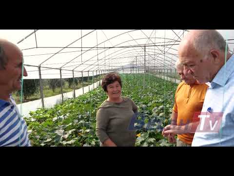 BELSH TV-" Bujqësia në Dumre "-Kultivimi i kungullit në sera dhe problemet që po hasin fermerët...