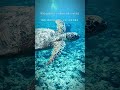 World Turtle Day