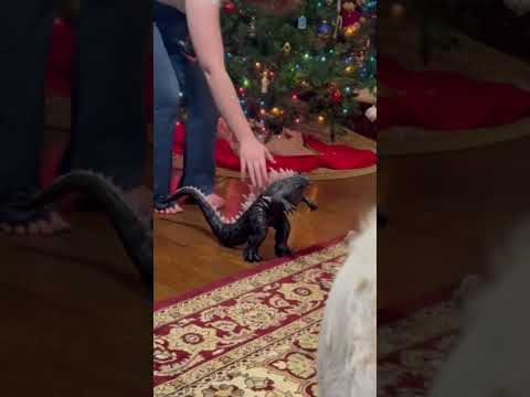 Watch these three adorable dogs having a blast during Christmas time! #ChristmasDogs #FestivePups