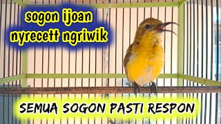 Download lagu SOGON IJOAN NITIK NYRECETT NGRIWIK PANCINGAN UNTUK SEMUA SOGON #sogonijoan #sogonijoanngriwik #sogon mp3