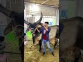 BEAUTIFUL BULL BAKRA EID COW MANDI 2023 Qurbani