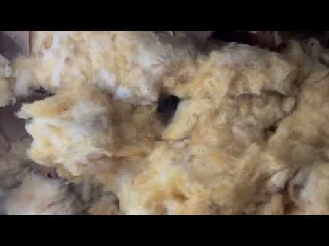 Mice in the Bathroom Closet in Lanoka Harbor, NJ