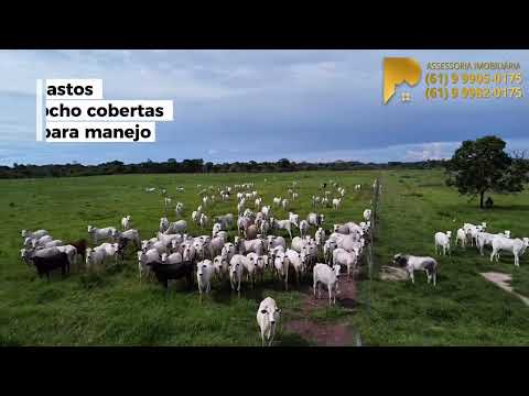 Fazenda em Flóres de Goias - 1313 ha