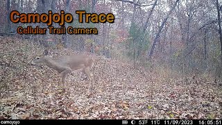 Trail Cam Tuesday   November 21, 2023