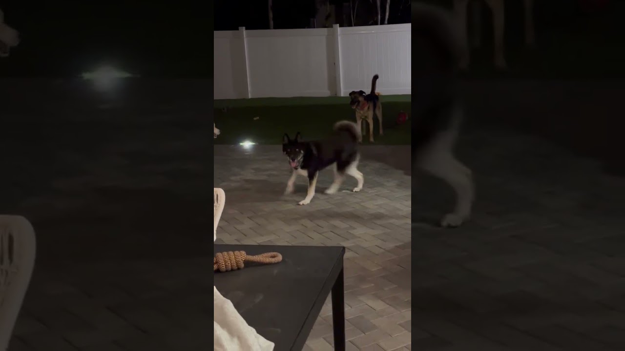 Enlarge Axel, a Adoptable mixed breed in San Diego, CA video 6/6