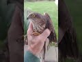 sparrow hawk attacked my avairy and got trapped so I caught it and told it off 😁👍#birds #hawks