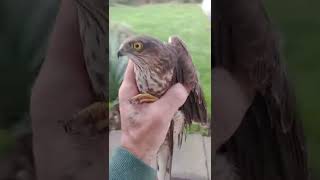 sparrow hawk attacked my avairy and got trapped so I caught it and told it off 😁👍#birds #hawks