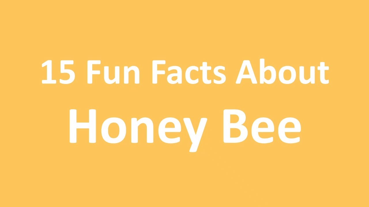 15 Fun Facts about Honey Bees