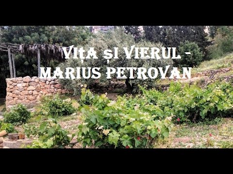 , title : 'Pilda Viței și Vierului - Marius Petrovan - 2022. 07.17'