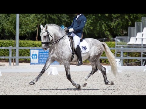 Lusitano Horse Prix Sant George - Easy to ride