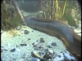 Fische Der Aal
