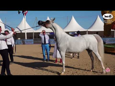 N 69 ELAN DE MARC KA   Mediterranean and Arab Countries AHC   Menton 2022   Mares 9+ Years Old Class
